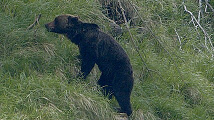 Brown bear