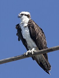 jersey birds