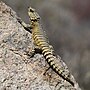 Thumbnail for Armadillo girdled lizard