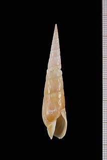 <i>Oxymeris caledonica</i> Species of gastropod
