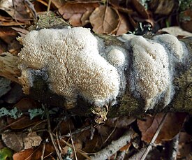 Oxyporus corticola