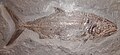 Fossile di Pachycormus curtus
