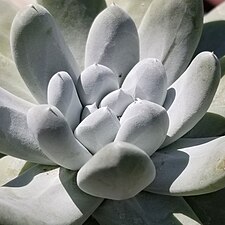 Dudleya pachyphytum