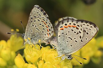 Pacific Dotted Blue - Euphilotes enoptes, Packer Lake Saddle, near Sierra City, California (32471455326).jpg