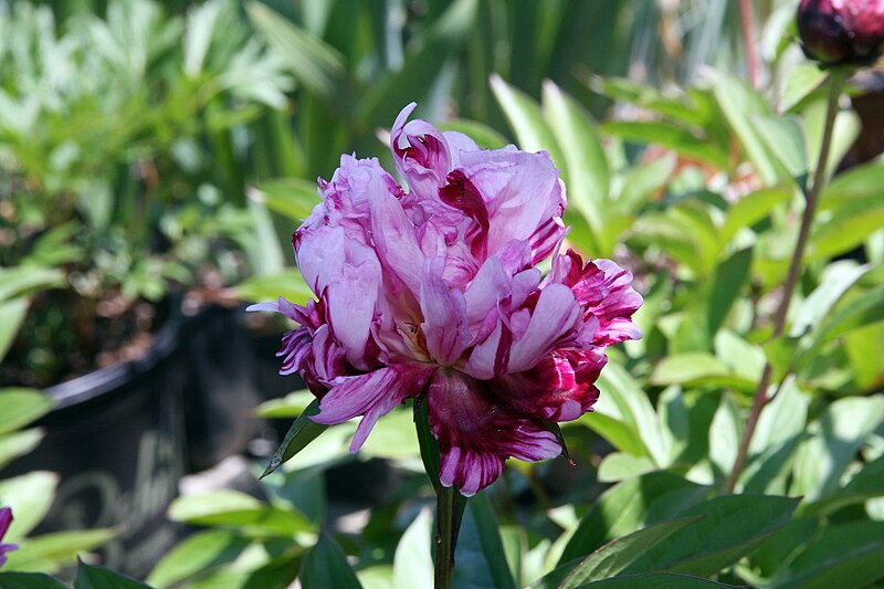 File:Paeonia lactiflora Circus Circus 0zz.jpg