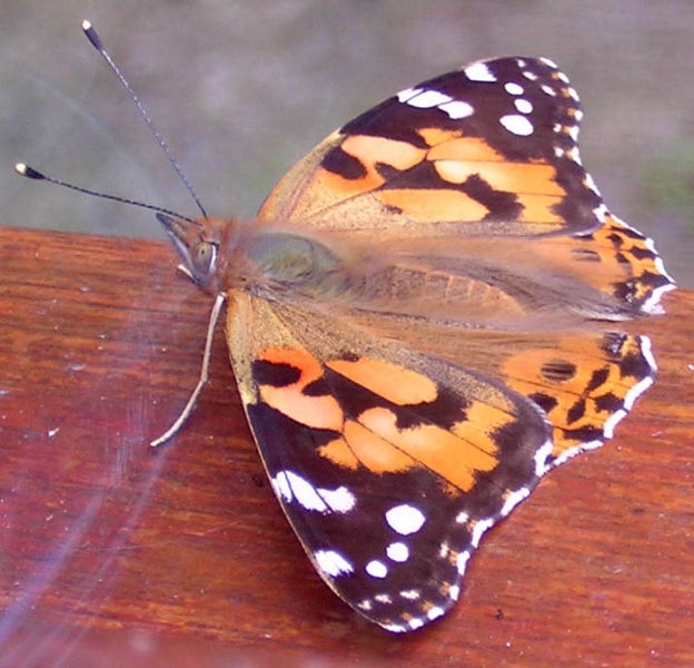 File:Painted Lady - Vanessa cardui - large.JPG