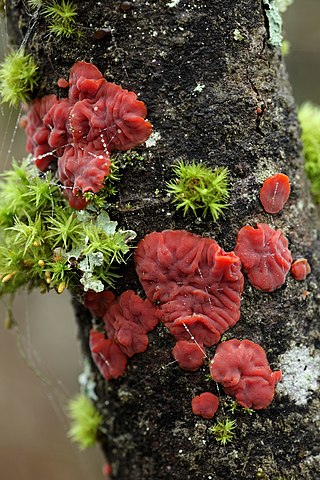 <i>Cytidia salicina</i> Species of fungus