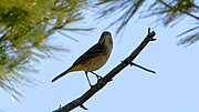 Thumbnail for File:Palm Warbler (Setophaga palmarum) - Killarney, Ontario 03.jpg