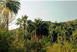 Palmier de Ocoa dans le Parc national La Campana.