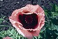 Papaver orientale hybrid cv Suzanne