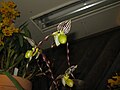 Paphiopedilum philippinense