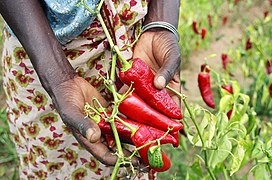 Tanzaniyada paprika qalampiri yetishtirayotgan fermer