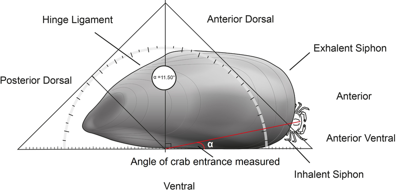 File:Parasite140113-fig4 Pea crab Nepinnotheres novaezelandiae in mussel.png