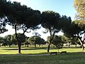 wikimedia_commons=File:Parco_"Caduti_di_Marcinelle"_-_panoramio_(12).jpg