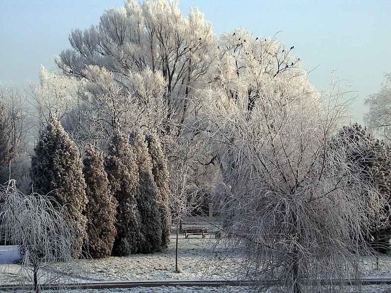 File:Park in winter coat (Park w zimowej szacie) - panoramio.jpg
