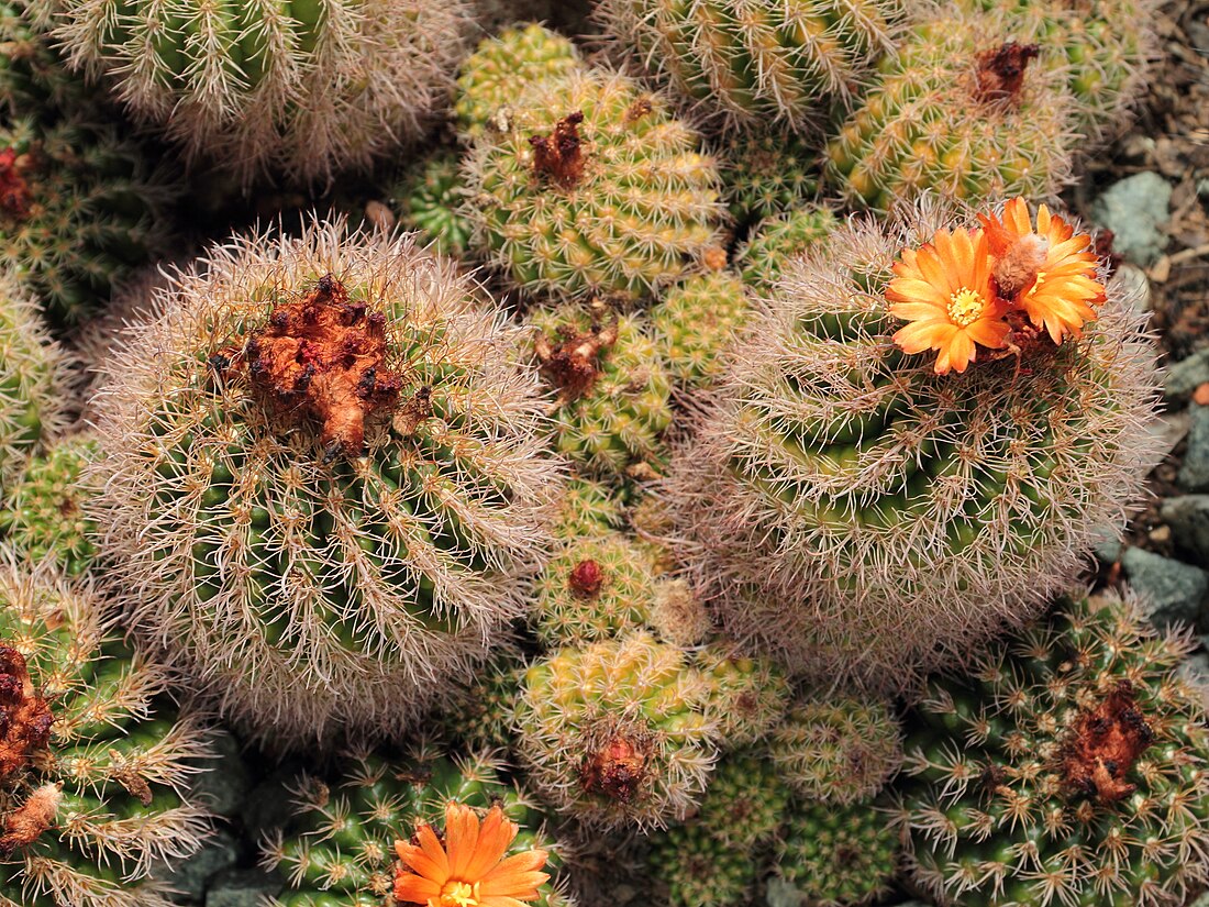 Parodia comarapana