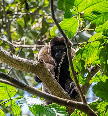 Common woolly monkey on a tree in the Manu national park. Photograph: Uriel caballero quispitupa