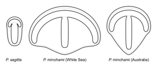 <i>Parvancorina</i> Genus of fossil arnimal