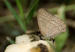 Paryphthimoides poltys