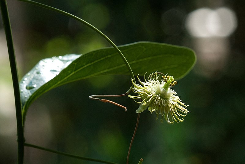 File:Passiflora kuranda.jpg