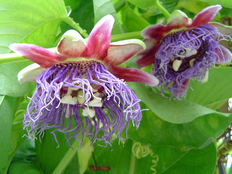 File:Passiflora quadrangularis1644531062.jpg