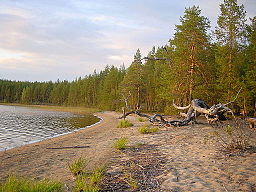 Suomunjärvi, sandstrand i Patvinsuo nationalpark 18 augusti 2006