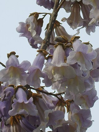 <i>Paulownia coreana</i> Species of tree