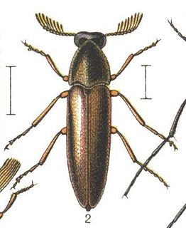 <i>Pelecotoma</i> Genus of beetles