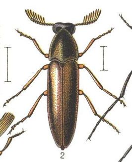 Pelecotoma septentrionalis