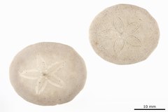 File:Peronella oblonga - ECH-000254 hab-dor.tif (Category:Echinodermata in the Natural History Museum of Denmark)