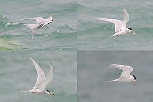 Peruvian Tern.JPG