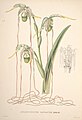 Phragmipedium caudatum (as syn. Selenipedium caudatum) plate 24 in: Jean Jules Linden: Pescatorea Bruxelles (1860)