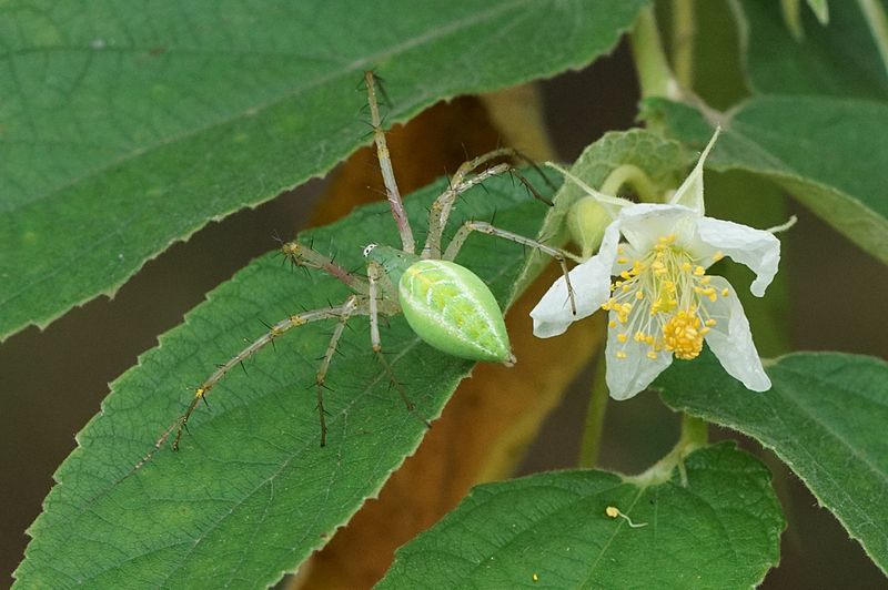 File:Peucetia Sp 05431.jpg