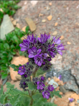 Phacelia lyallii inflorescence PhacelialyaliiInflorescence.png