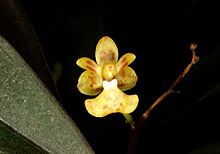 Phalaenopsis chibae Orchi 041.jpg