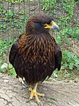 Phalcoboenus australis -Amazona Zoo, Cromer, Norfolk, England-8a.jpg