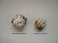 Comparison: egg of Amanita phaloides (left, deadly toxic) and Amanita caesarea (right, edible)