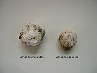 Amanitas, two examples of immature Amanitas, one deadly and one edible. Phalloide-Caesarea.JPG