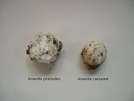 Immature fruiting bodies of two different mushrooms encased in a universal veil - deadly poisonous Amanita phalloides (left) and edible Amanita caesarea (right) Phalloide-Caesarea.JPG