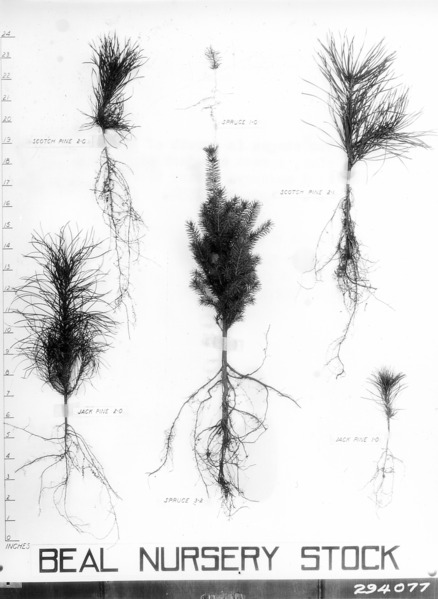 File:Photograph of Two Stages in Growth of Scotch Pine, Spruce, and Jack Pine - NARA - 2127603.tif