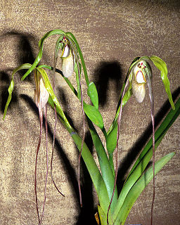 <i>Phragmipedium warszewiczianum</i> species of plant