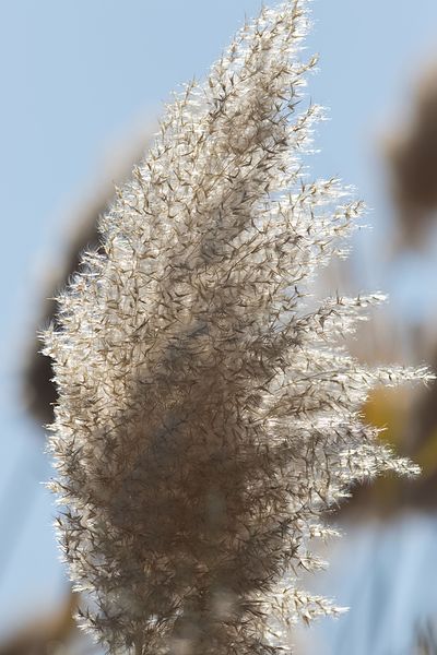 File:Phragmites australis blossoming.jpg