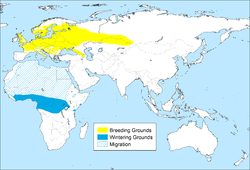 Жовтий – гніздовий, перелітний Синій – райони зимівель Блакитний, з лініями - у період міграцій