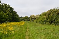 Pickers Ditch Meadow 5.jpg