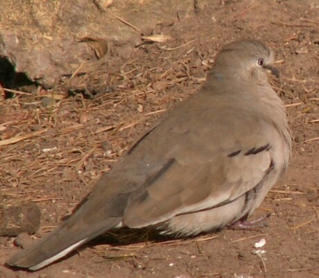 Columbina picui