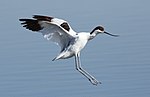 Avocette élégante.