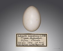 Ectopistes migratorius (Passenger Pigeon), egg