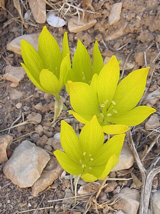 חלמונית גדולה - גאופיט ממשפחת הנרקיסיים. למין זה ישנם פרחים בצבע כתום-צהוב.