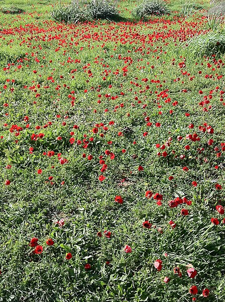 File:PikiWiki Israel 20918 landscape of israel.JPG