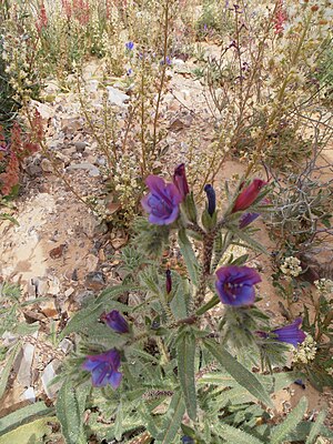 PikiWiki Israel 29897 Plants of Israel.JPG